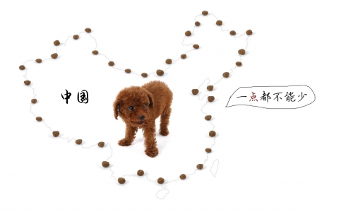 “萌”翻京城，“宠”动人心,就在2019京宠展