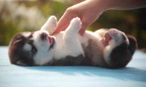 猫猫狗狗背后隐藏着宠物市场规模已达千亿!